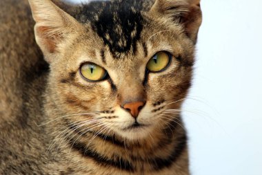 Şaşırmış bir kedinin portresi İskoç Düz, yakın plan,