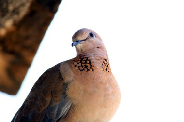 Kahverengi bir kuş taşın üzerine oturur.