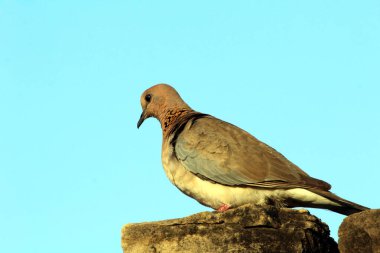 Kahverengi bir kuş taşın üzerine oturur.