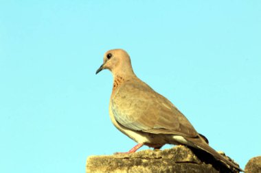 Kahverengi bir kuş taşın üzerine oturur.