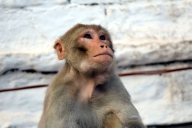 Bir maymun barış postasında oturuyor.