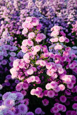Chiangmai, Tayland 'daki renkli çiçek bahçesi..