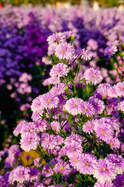 Chiangmai, Tayland 'daki renkli çiçek bahçesi..