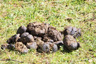  Buffalo shit on the grass field.                              