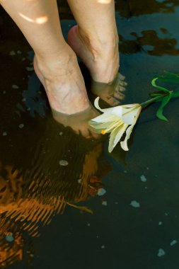 Dişi bacakları ya da ayakları bir nehrin ya da gölün suyunda, beyaz zambaklar dalgaların yakınında, yakın planda. Bahar ya da yaz rahatla, gezgin kız.