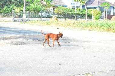 Sabahları erkek köpeğin etkinliği. 
