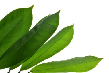 Arkaplan için yeşil yaprak patentini kapat. Taze yeşil yapraklar. Beyaz arkaplanda izole et.