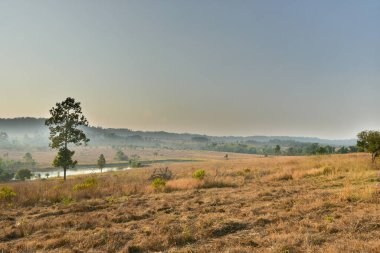 Orman manzarasında gün batımında Doğal yeşil ağaçla. Orman. Güzel Manzara.