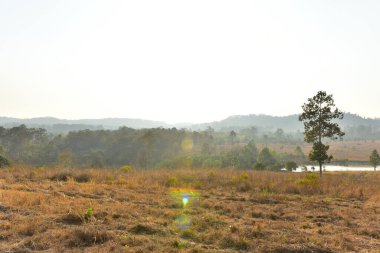 Orman manzarasında gün batımında Doğal yeşil ağaçla. Orman. Güzel Manzara.