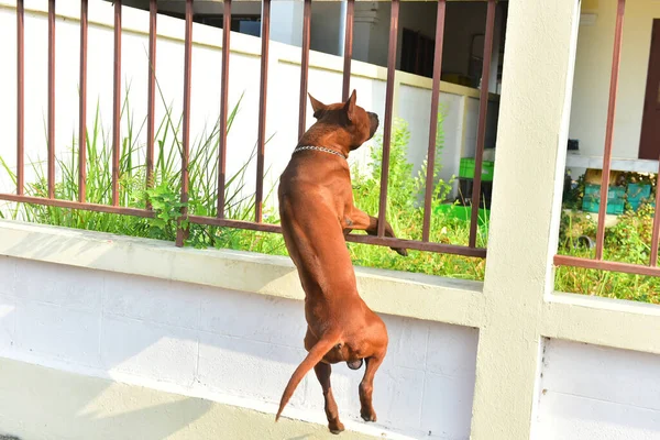 Actividad Perro Macho Moring — Foto de Stock