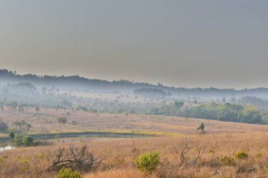 Orman manzarasında gün batımında Doğal yeşil ağaçla. Orman. Güzel Manzara.