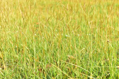 Peyzaj arka planında çimen yeşil alanı