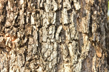 Ağaç kabuğu dokusu, ağaç deseni. arka planda güzel kabuk deseni.