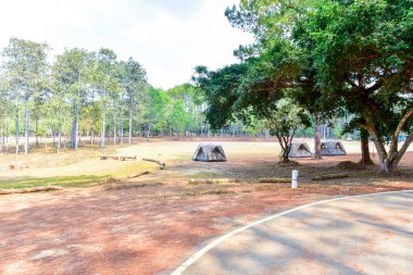 Orman manzarasında gün batımında Doğal yeşil ağaçla. Orman. Güzel Manzara.