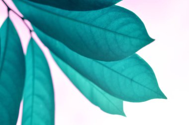 Arkaplan için yeşil yaprak patentini kapat. Taze yeşil yapraklar. Beyaz arkaplanda izole et.