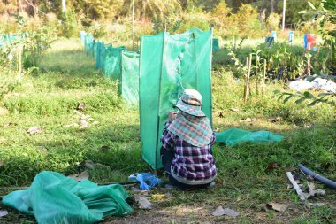 İşçiler kakao çiftliğinde çalışıyor..