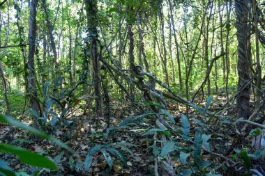Thung Salaeng Luang Ulusal Parkı, otopark, Orman manzarasında gün batımı Doğal yeşil ağaçla. Orman.