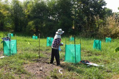 İşçiler kakao çiftliğinde çalışıyor..