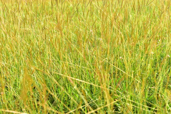 Campo Verde Hierba Sobre Fondo Paisaje — Foto de Stock