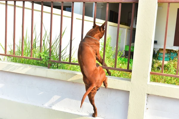 Actividad Perro Macho Moring — Foto de Stock