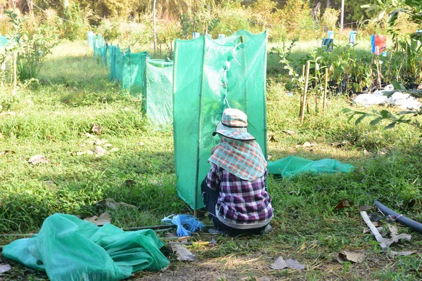 İşçiler kakao çiftliğinde çalışıyor..