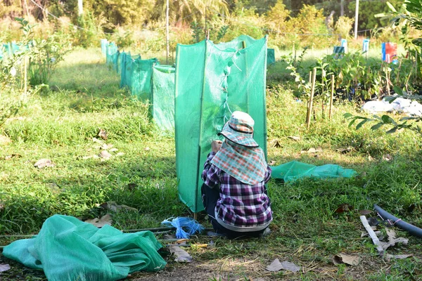 İşçiler kakao çiftliğinde çalışıyor..