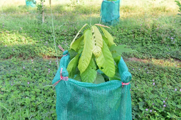Árbol Cacao Fue Envuelto Una Red Por Picaduras Insectos Dañadas —  Fotos de Stock