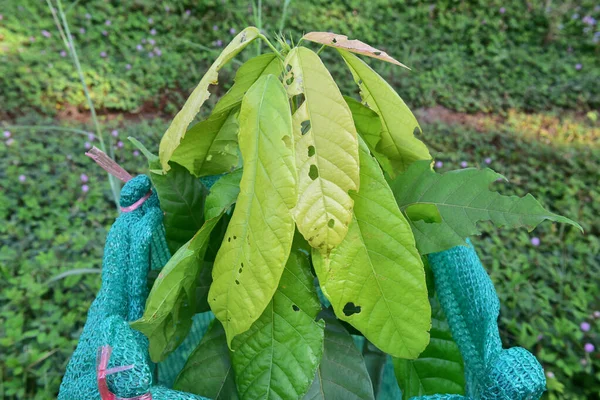 Árbol Cacao Fue Envuelto Una Red Por Picaduras Insectos Dañadas —  Fotos de Stock