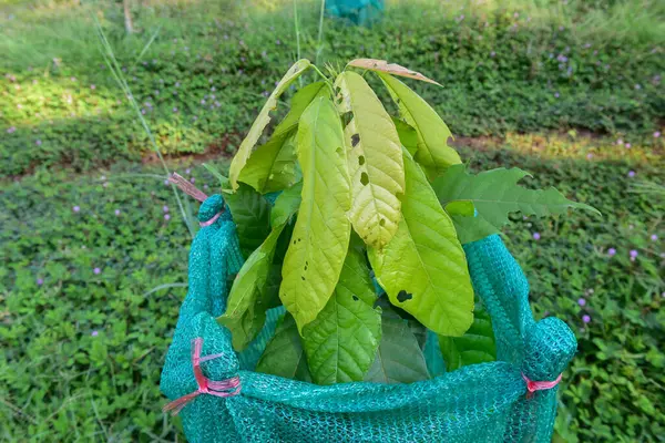 Árbol Cacao Fue Envuelto Una Red Por Picaduras Insectos Dañadas —  Fotos de Stock