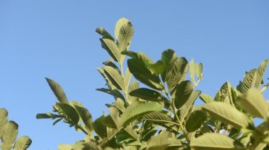Yeşil guava yaprakları mavi arka planda rüzgarda hareket eder. 