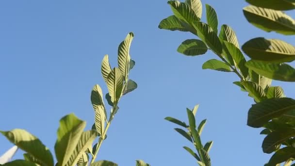 Yeşil Guava Yaprakları Mavi Arka Planda Rüzgarda Hareket Eder — Stok video