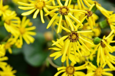 Tokyo, Japonya 27 Kasım 2019 Kimliği belirlenemeyen birçok insan Shinjuku Gyoen Ulusal Bahçesinde yürüyor ve sonbahar ağacını seyrediyor..