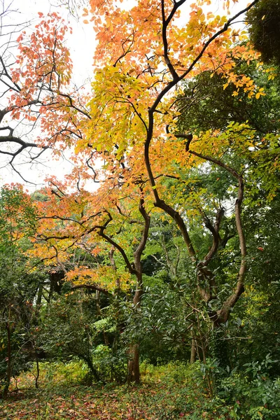 Tokyo Japon Novembre 2019 Non Identifié Beaucoup Gens Marchent Dans — Photo