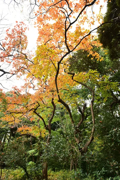 Tokio Japan November 2019 Unbekannte Gehen Shinjuku Gyoen Nationalgarten Spazieren — Stockfoto