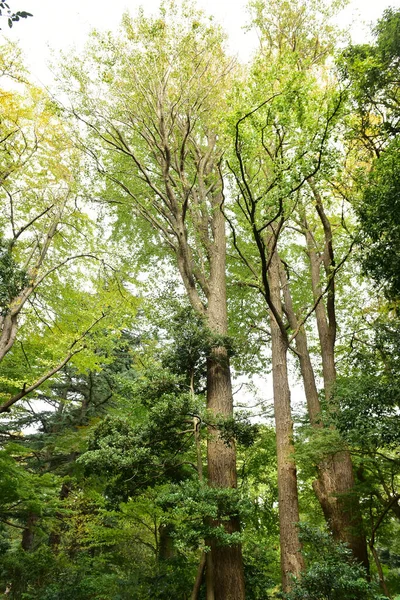 Tokyo Japonya Kasım 2019 Kimliği Belirlenemeyen Birçok Insan Shinjuku Gyoen — Stok fotoğraf