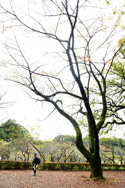 Tokyo Japonya Kasım 2019 Kimliği Belirlenemeyen Birçok Insan Shinjuku Gyoen — Stok fotoğraf