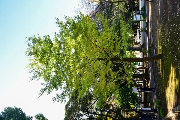 日本东京2019年11月27日身份不明模糊 许多人在植树公园里散步 在一个阳光明媚的日子观赏着花园里的秋树 — 图库照片