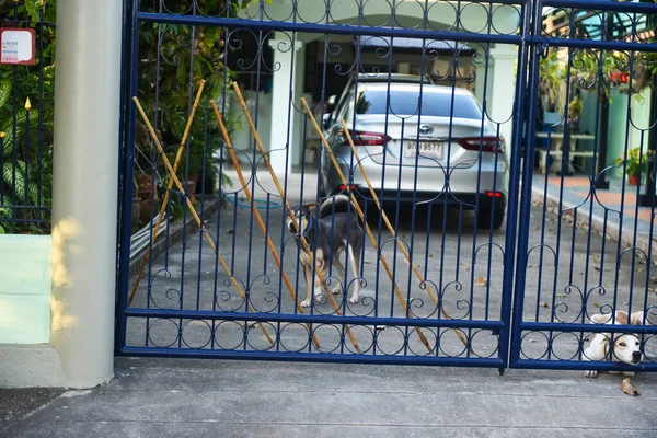 Brązowy Pies Pilnuje Domu Sprawdź Czy Jakieś Ciało Nie Przyszło — Zdjęcie stockowe