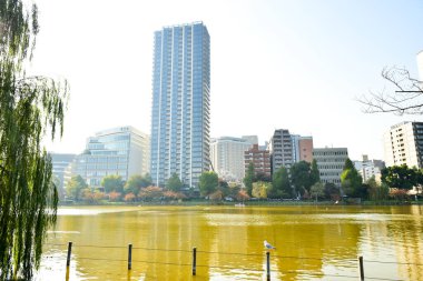 Tokyo, Japonya 27 Kasım 2018 Kimliği belirsiz birçok insan Ueno parkında yürüyor ve bahçedeki sonbahar ağacını izliyor. .