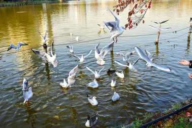 Tokyo, Japonya 27 Kasım 2018 Kimliği belirsiz birçok insan Ueno parkında yürüyor ve bahçedeki sonbahar ağacını izliyor. .