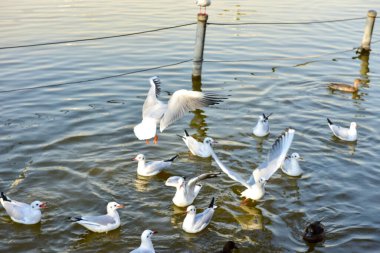 Tokyo, Japonya 27 Kasım 2018 Kimliği belirsiz birçok insan Ueno parkında yürüyor ve bahçedeki sonbahar ağacını izliyor. .