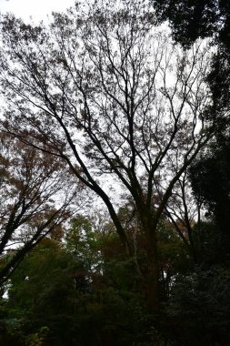 Tokyo Japonya 27 Kasım 2019 Tanımlanamayan Görüntü Sonbaharı Yoyogi Koen Ulusal Bahçesi 'nde.