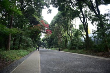Tokyo Japonya 27 Kasım 2019 Tanımlanamayan Görüntü Sonbaharı Yoyogi Koen Ulusal Bahçesi 'nde.