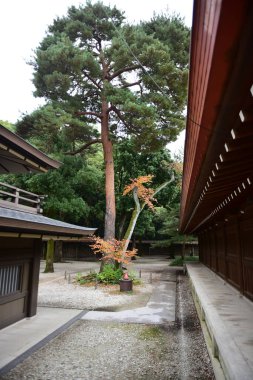 Tokyo Japonya 27 Kasım 2019 Tanımlanamayan Görüntü Sonbaharı Yoyogi Koen Ulusal Bahçesi 'nde.