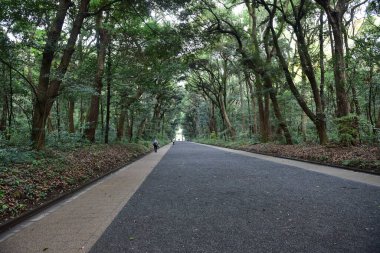Tokyo Japonya 27 Kasım 2019 Tanımlanamayan Görüntü Sonbaharı Yoyogi Koen Ulusal Bahçesi 'nde.