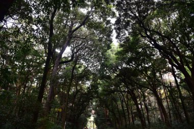 Tokyo Japonya 27 Kasım 2019 Tanımlanamayan Görüntü Sonbaharı Yoyogi Koen Ulusal Bahçesi 'nde.