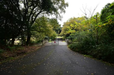 Tokyo Japonya 27 Kasım 2019 Tanımlanamayan Görüntü Sonbaharı Yoyogi Koen Ulusal Bahçesi 'nde.