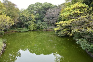 Tokyo Japonya 27 Kasım 2019 Tanımlanamayan Görüntü Sonbaharı Yoyogi Koen Ulusal Bahçesi 'nde.