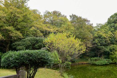 Tokyo Japonya 27 Kasım 2019 Tanımlanamayan Görüntü Sonbaharı Yoyogi Koen Ulusal Bahçesi 'nde.