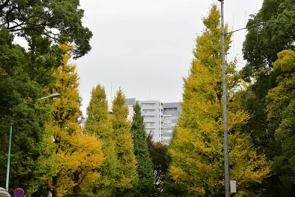 Tokio Japan November 2019 Unbekannte Verwischen Herbstblätter Yoyogi Koen Nationalgarten — Stockfoto